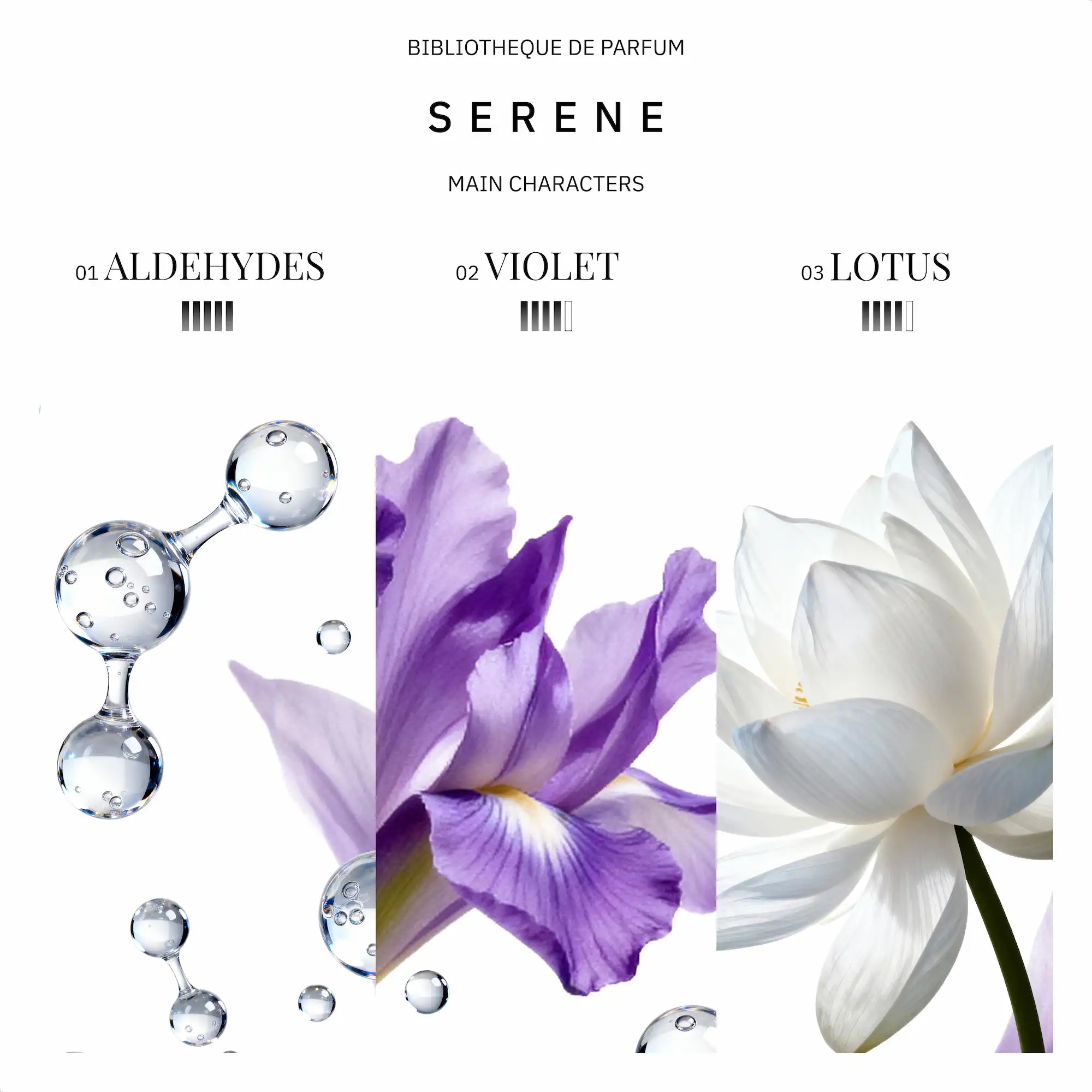 Woda Perfumowana Bibliotheque de Parfum ECLIPSE Serene 100 ml NOWOŚĆ - obrazek 3